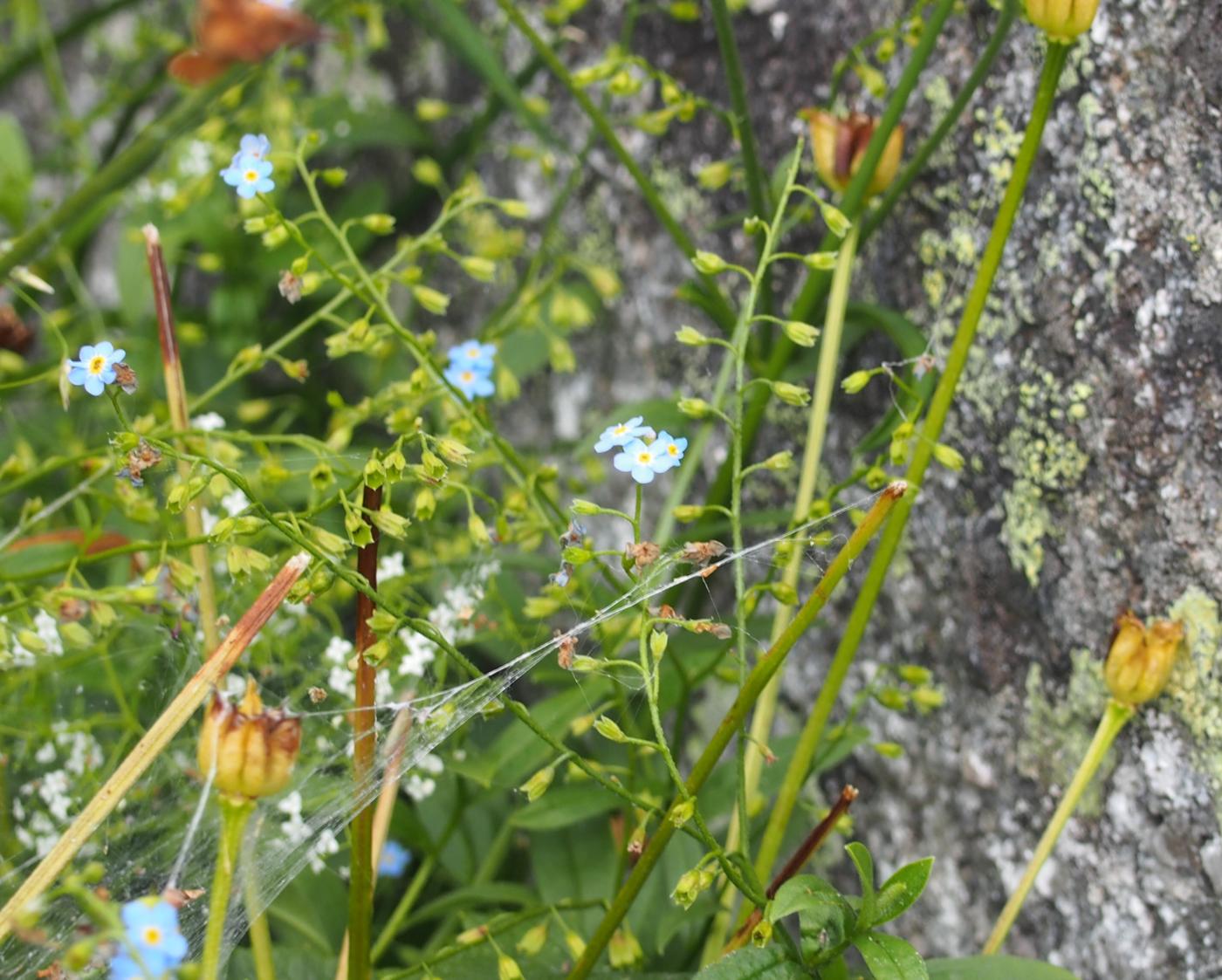 Forget-me-not, Marsh fruit